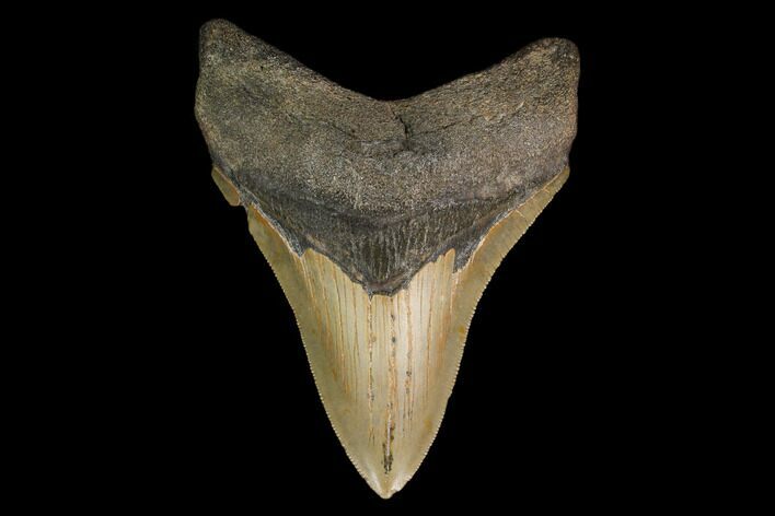Serrated, Fossil Megalodon Tooth - North Carolina #147490